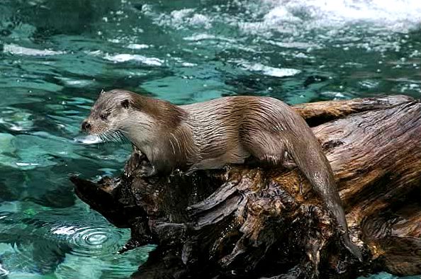 OTTERs and the Theory of Automatic Testgeneration